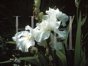 Picture of Iris bearded hybrids 'America's Cup'