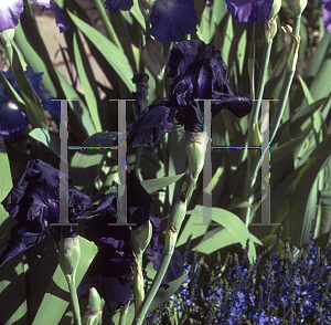 Picture of Iris bearded hybrids 'Black Tie Affair'