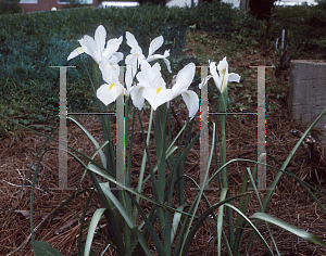 Picture of Iris xiphium 'Casablanca'