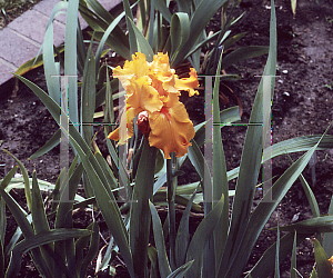 Picture of Iris germanica 'Firebreather'