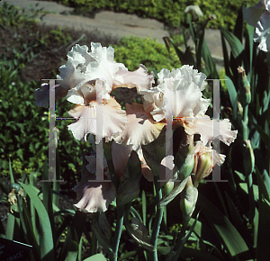 Picture of Iris germanica 'Infinite Grace'