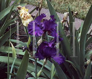 Picture of Iris germanica 'Mulberry Punch'