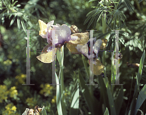 Picture of Iris bearded hybrids 'Music Box'