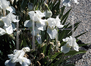 Picture of Iris germanica 'Righteous'