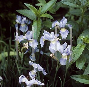 Picture of Iris sibirica 'Steve Varner'