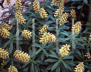 Picture of Isoplexis canariensis 