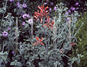 Picture of Dicliptera suberecta 