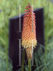 Picture of Kniphofia  'Alcazar'