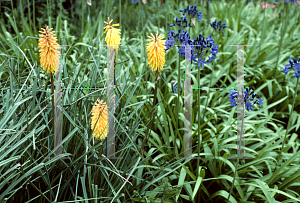 Picture of Kniphofia  'Bee's Sunset'