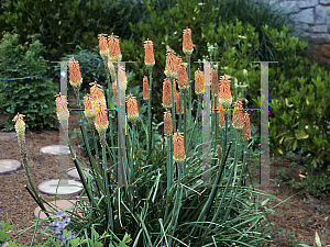 Picture of Kniphofia  'Bressingham Comet'