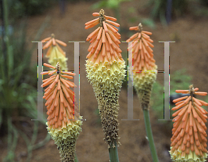 Picture of Kniphofia  'Bressingham Comet'