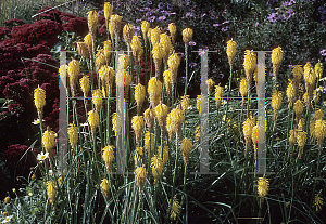 Picture of Kniphofia  'Brimstone'