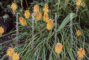 Picture of Kniphofia  'Catherine Orange'