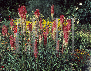 Picture of Kniphofia  'David'