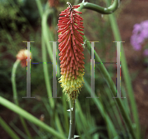 Picture of Kniphofia  'Royal Castle'