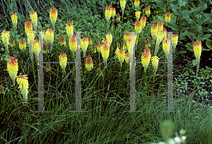 Picture of Kniphofia  'Royal Standard'