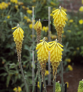 Picture of Kniphofia  'Sally's Comet'