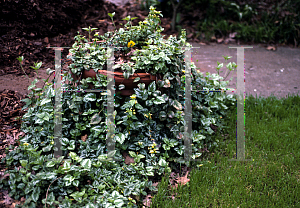 Picture of Lamium galeobdolon 'Variegatum'