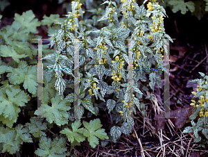 Picture of Lamium galeobdolon 'Herman's Pride'