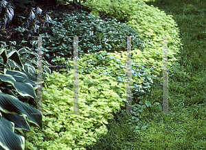 Picture of Lamium maculatum 'Beedham's White'