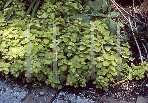 Picture of Lamium maculatum 'Beedham's Purple'