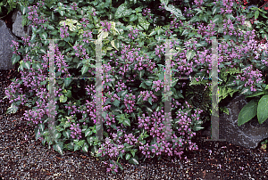 Picture of Lamium maculatum 'Elizabeth de Haas'