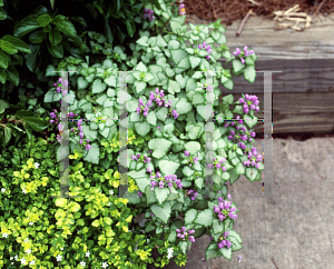 Picture of Lamium maculatum 'Orchid Frost'