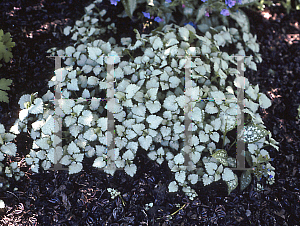 Picture of Lamium maculatum 'White Nancy'