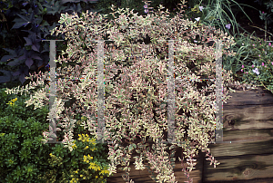 Picture of Hypericum x moserianum 'Tricolor'