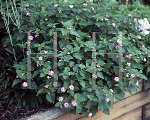 Picture of Lantana camara 'Athens Rose'