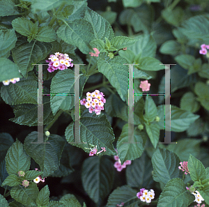 Picture of Lantana camara 'Athens Rose'