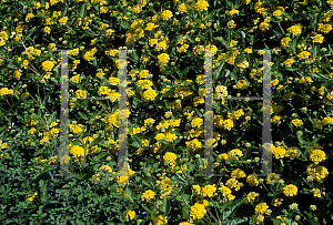 Picture of Lantana camara 'New Gold'