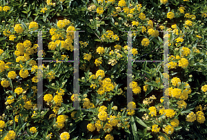 Picture of Lantana camara 'New Gold'