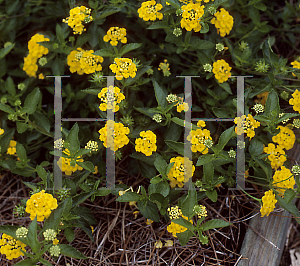 Picture of Lantana camara 'New Gold'