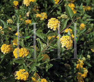 Picture of Lantana camara 'New Gold'