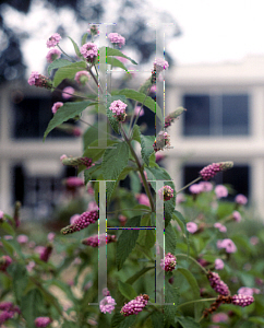 Picture of Lantana trifolia 'Lavender Popcorn'