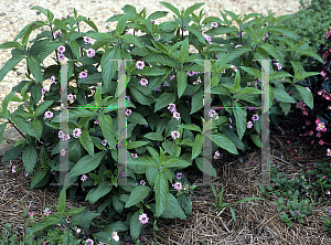 Picture of Lantana trifolia 'Lavender Popcorn'