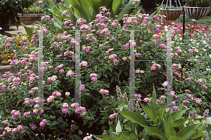 Picture of Lantana camara 'Deene Day Smith'