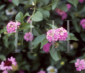 Picture of Lantana camara 'Deene Day Smith'