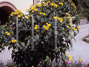 Picture of Lantana camara 'Gold Sun'