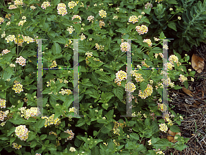 Picture of Lantana camara 'Patriot Pink Lace'