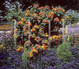 Picture of Lantana camara 'Professor Raoux'