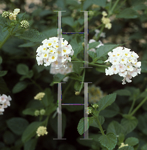 Picture of Lantana camara 'Susan'