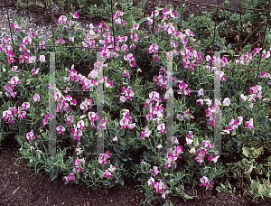 Picture of Lathyrus odoratus 'Pinocchio Carmine and White'