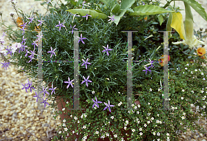 Picture of Laurentia axillaris 'Blue Star'