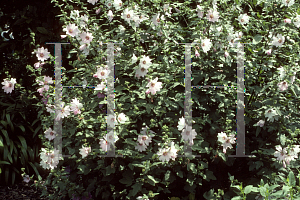 Picture of Lavatera thuringiaca 'Barnsley'