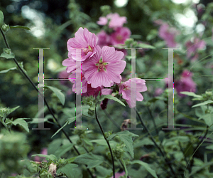 Picture of Lavatera cardiaca 