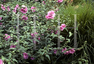 Picture of Lavatera thuringiaca 'Kew Rose'