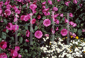 Picture of Lavatera trimestris 'Paragon'