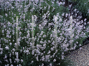 Picture of Lavandula angustifolia 'Jean Davis'